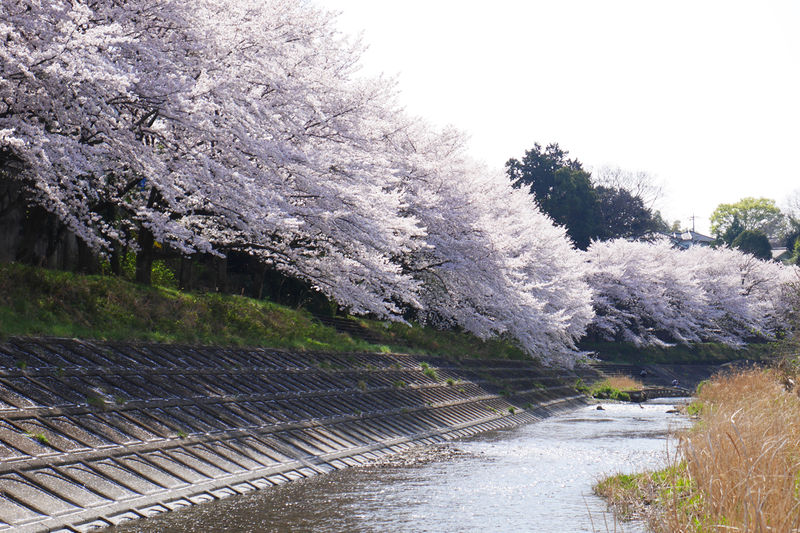 東京都あきる野市 平井川 の桜がすごい でも内緒にしてね 東京都 Lineトラベルjp 旅行ガイド