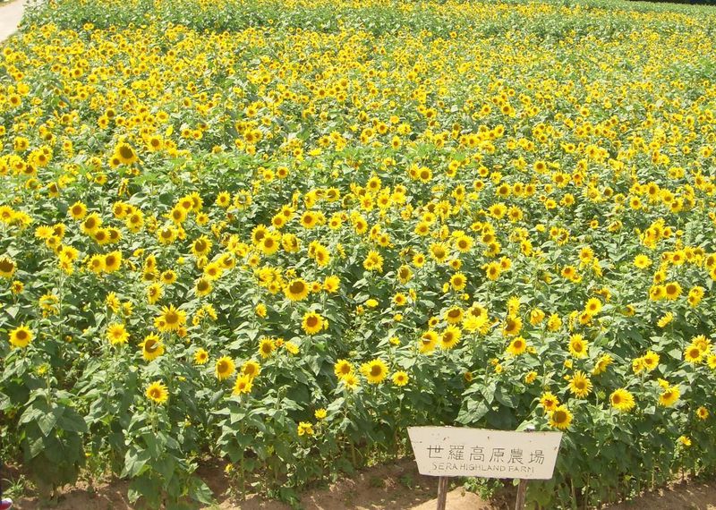 夏休みのお出かけにピッタリ 広島県世羅郡の100万本のひまわり畑とせらワイナリー 広島県 Lineトラベルjp 旅行ガイド