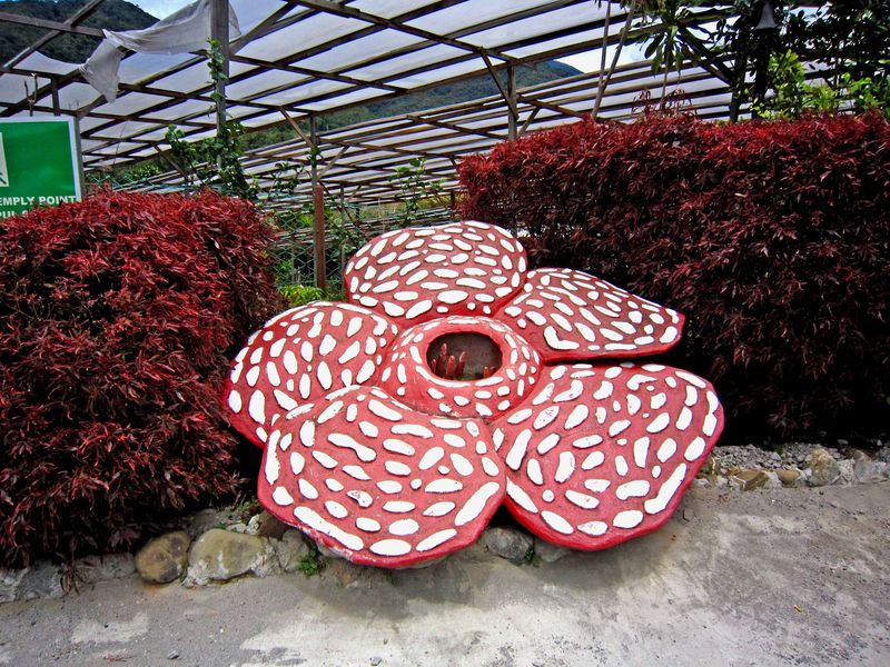 ボルネオ島 死ぬまでに一度は見ておきたい幻の花 ラフレシア マレーシア Lineトラベルjp 旅行ガイド
