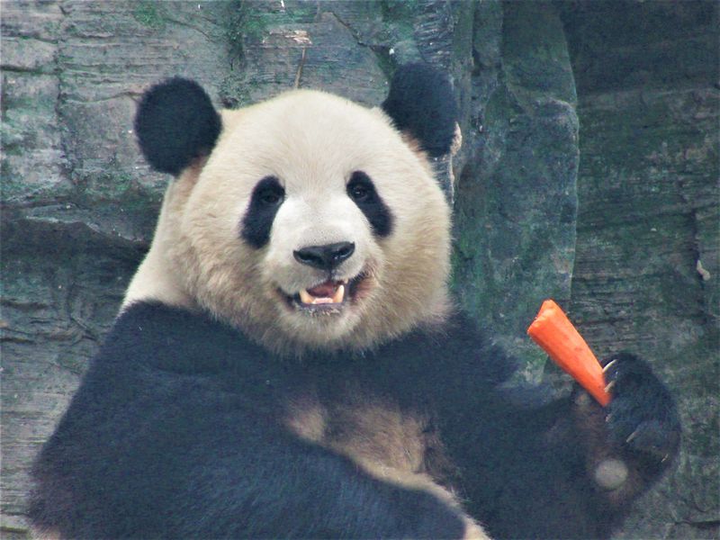 パンダやキンシコウを楽しもう 北京市 北京動物園 中国 Lineトラベルjp 旅行ガイド