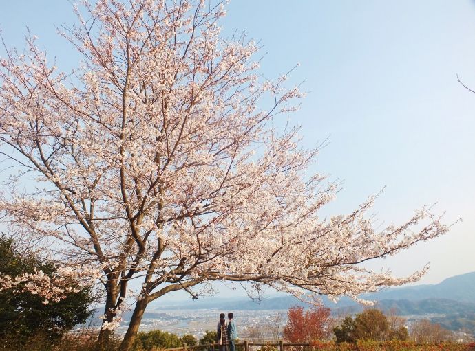 巨大自動万華鏡のある徳島市一の絶景 眉山と城壁の桜 徳島県 Lineトラベルjp 旅行ガイド