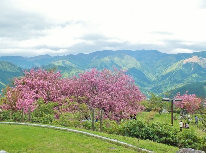 Gwに高原の桜と菜の花群を 愛媛 天空の花見 翠波峰 愛媛県 Lineトラベルjp 旅行ガイド