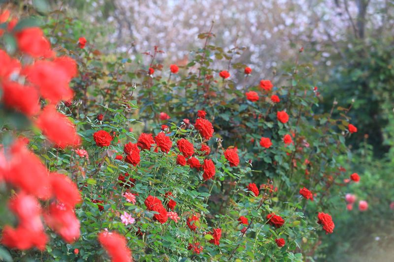 季節問わず楽しめる 横浜イングリッシュガーデン は都会の 秘密の花園 神奈川県 Lineトラベルjp 旅行ガイド