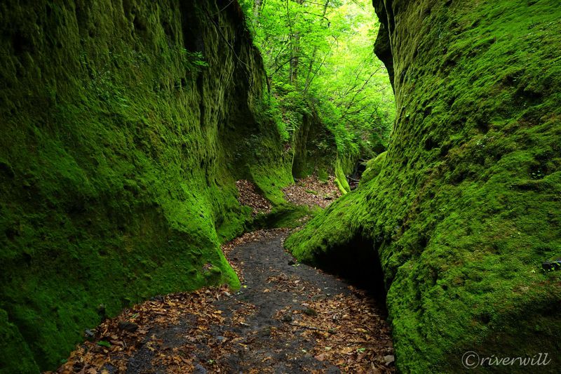 緑のベールに包まれた知られざる北海道の秘境 苔の回廊 北海道 Lineトラベルjp 旅行ガイド
