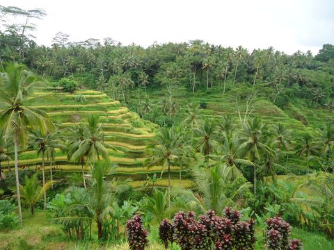 バリ島旅行にかかる予算はいくら ツアー料金 節約方法など徹底調査 インドネシア Lineトラベルjp 旅行ガイド