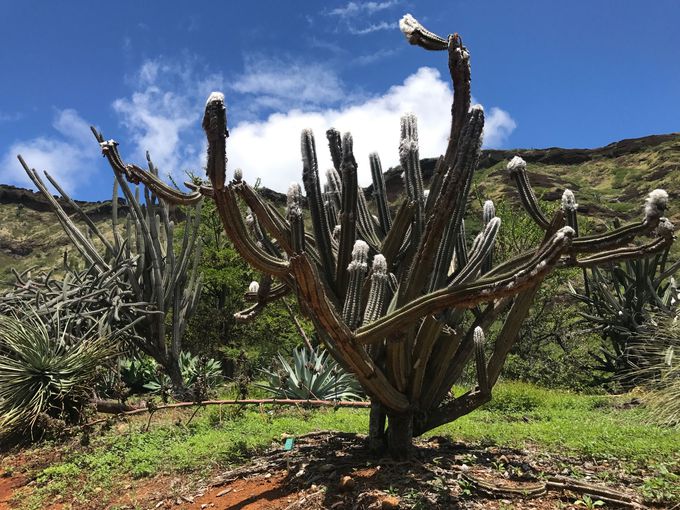 ハワイで穴場のフォトジェニックなパワースポット ココクレーター植物園 ハワイ Lineトラベルjp 旅行ガイド