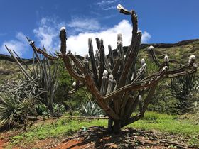 ハワイで穴場のフォトジェニックなパワースポット、ココクレーター植物園