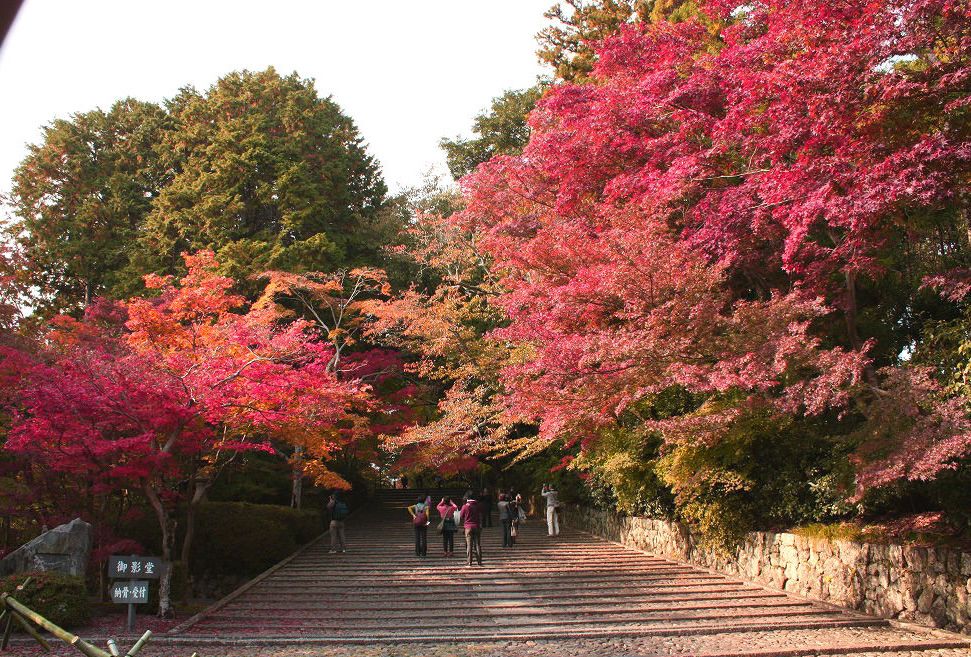 見上げ、見下ろし、振り向いて…。三度の感動を味わえる京都・西山「光明寺」の期間限定・紅葉入山。