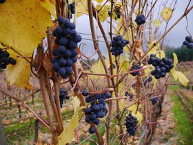 �哝�̂���^�I���E�Ɍւ�s�m�E�m���[�������n�u�|�[�g�����h�E���C�i���[����v�̋L���T���l�C��