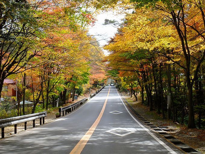 秋の軽井沢へと続く国道146号線の色とりどりの紅葉のトンネル！