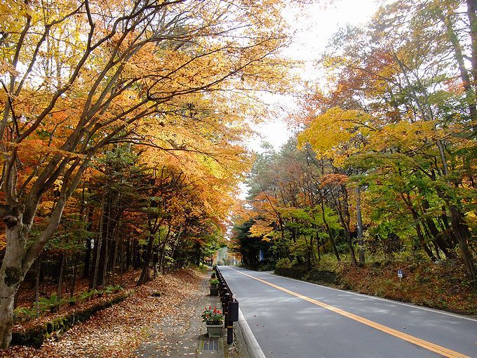 秋の風と空気を感じながら、ロマンチックな紅葉のトンネルを歩いてみましょう！