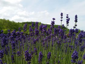 kC̃xXgV[ÝHړIʂɉI̋LTlC