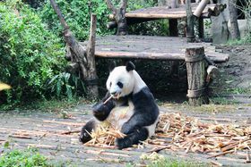 Ԃp_ɉ̋_ɁIusEHhtEAXgAEzev̋LTlC