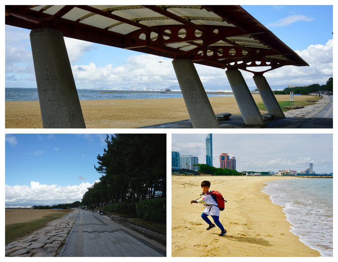 ze̖ڂ̑O͊CI@qAł̍VтUɐD̃P[V