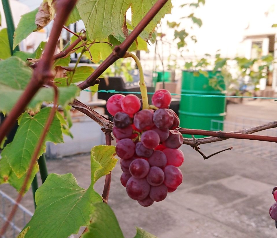 日本初！屋上ブドウ栽培を手掛ける都市型ワイン醸造所