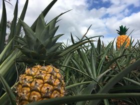 �u�i�S�p�C�i�b�v���p�[�N�v�Ŋy�����p�C�i�b�v���̖��͂�m�낤�I�̋L���T���l�C��