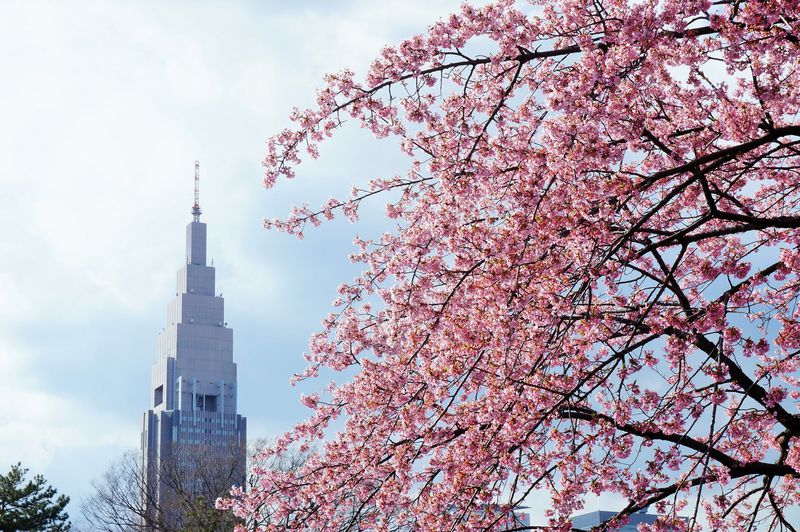春を満喫！新宿御苑の桜・梅と京王プラザホテルのつるし雛