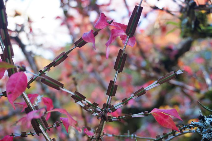枝に翼が生えている!?「詩仙堂」の日本庭園にある珍植物