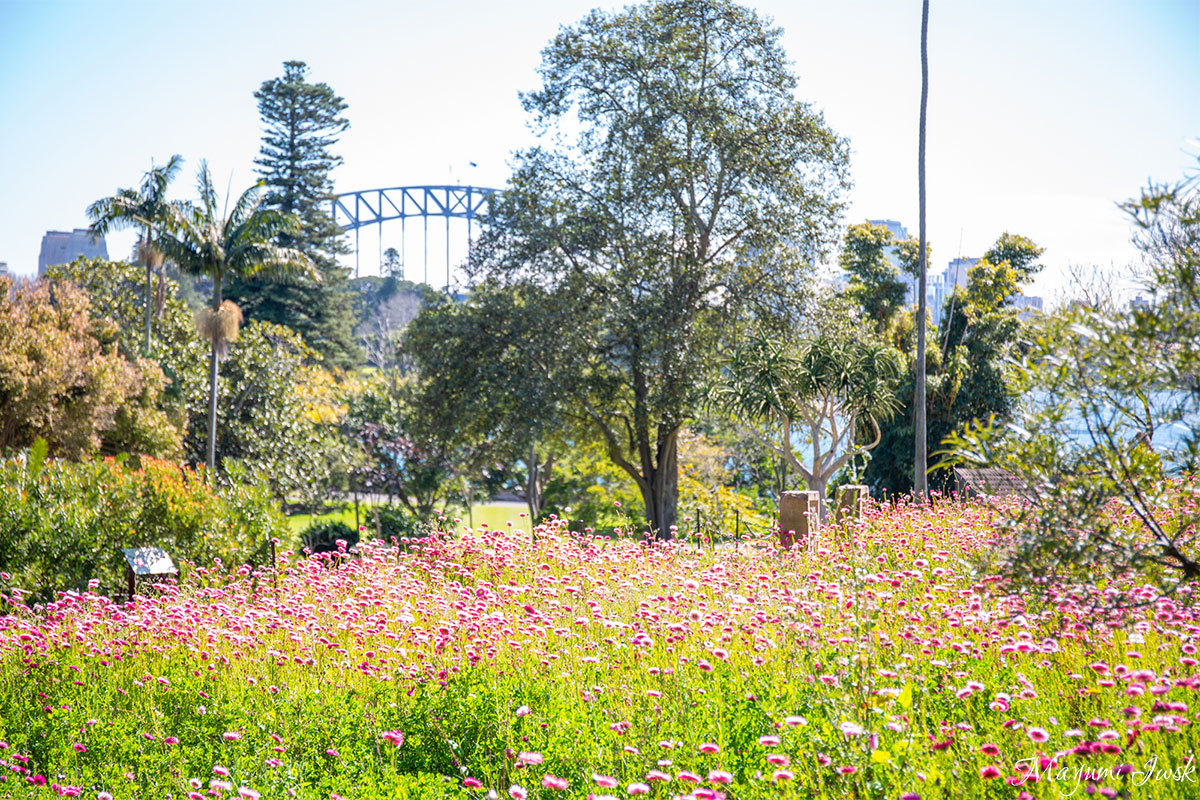 都会のオアシス シドニー ロイヤルボタニックガーデン 王立植物園 オーストラリア Lineトラベルjp 旅行ガイド