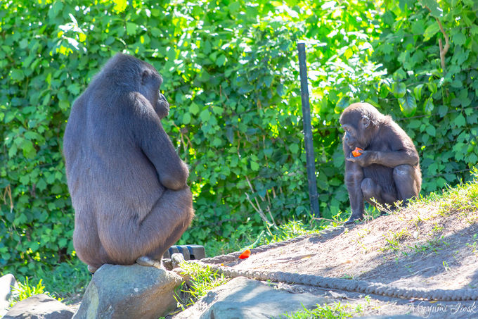 シドニー ハーバーの絶景を見渡す タロンガ動物園 オーストラリア トラベルjp 旅行ガイド