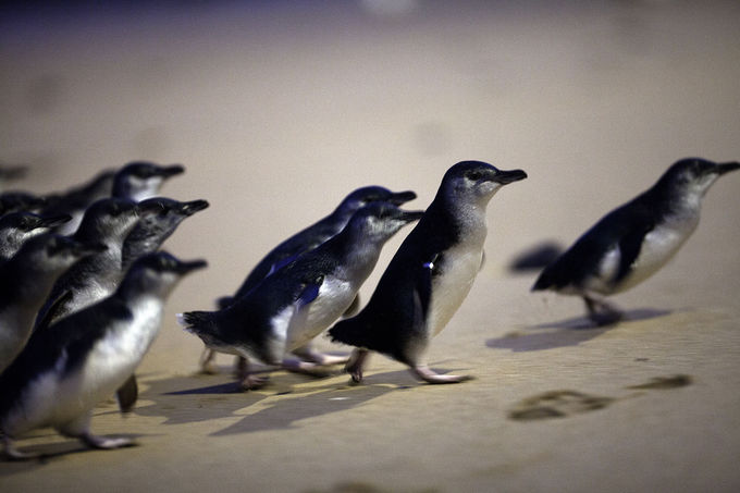 メルボルンから車で2時間 フィリップ島で ペンギンパレード オーストラリア Lineトラベルjp 旅行ガイド