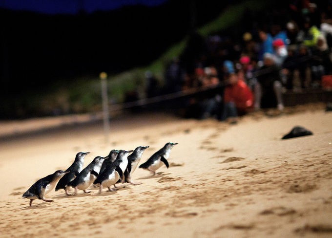 整列して行進する可愛いペンギン達