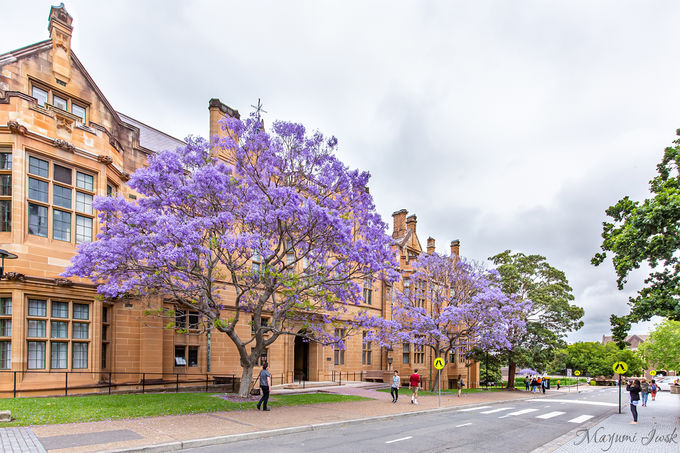 3.歴史建築物とのコントラスト「シドニー大学（University of Sydney）」