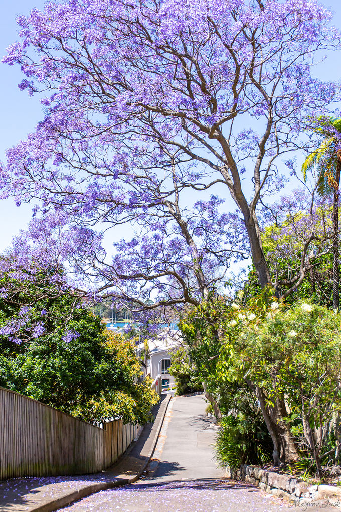 シドニーの春を告げる花 美しいジャカランダ スポット3選 オーストラリア トラベルjp 旅行ガイド