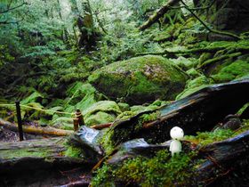 ���v���l�C�X�|�b�g��1���Ő��e�I���J�_�����Ɠꕶ�����A��c�A�[�̋L���T���l�C��