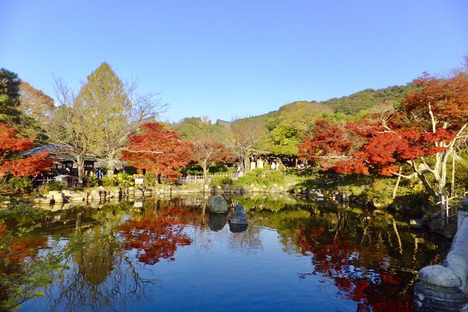 京都の人気紅葉スポットを効率よく巡る1泊2日モデルコース 京都府 Lineトラベルjp 旅行ガイド