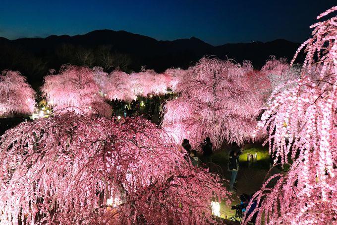 日本が誇る魅惑の庭園 鈴鹿の森庭園 失敗しない来園ポイントも 三重県 Lineトラベルjp 旅行ガイド