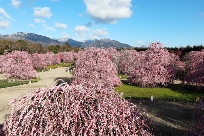 日本が誇る魅惑の庭園 鈴鹿の森庭園 失敗しない来園ポイントも 三重県 トラベルjp 旅行ガイド