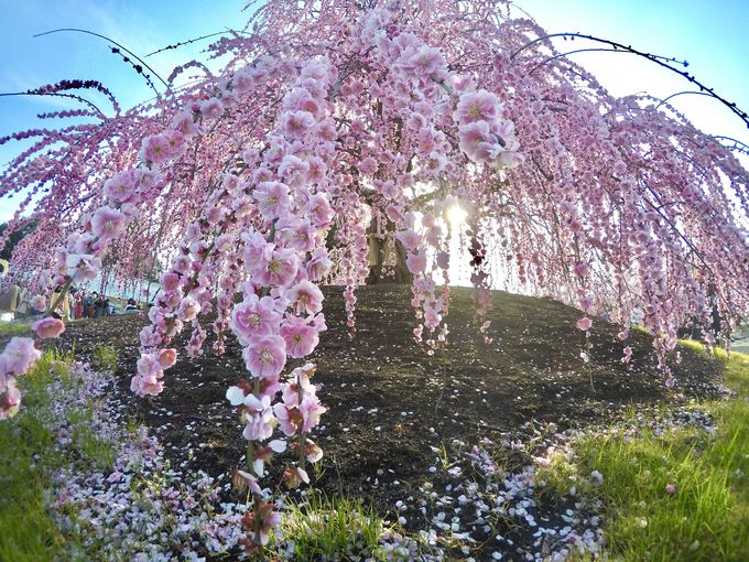 日本が誇る魅惑の庭園 鈴鹿の森庭園 失敗しない来園ポイントも 三重県 トラベルjp 旅行ガイド