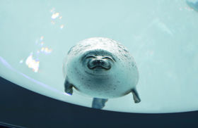 ���邾�����y���݂�Ȃ��I�u���E�C�V�فv�̂ق�܂̖��͂̋L���T���l�C��