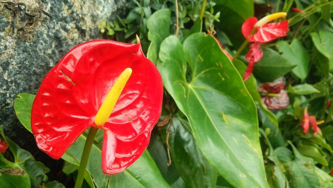 XJCEH[NƎ݂ɌJԂȂ̌w[g