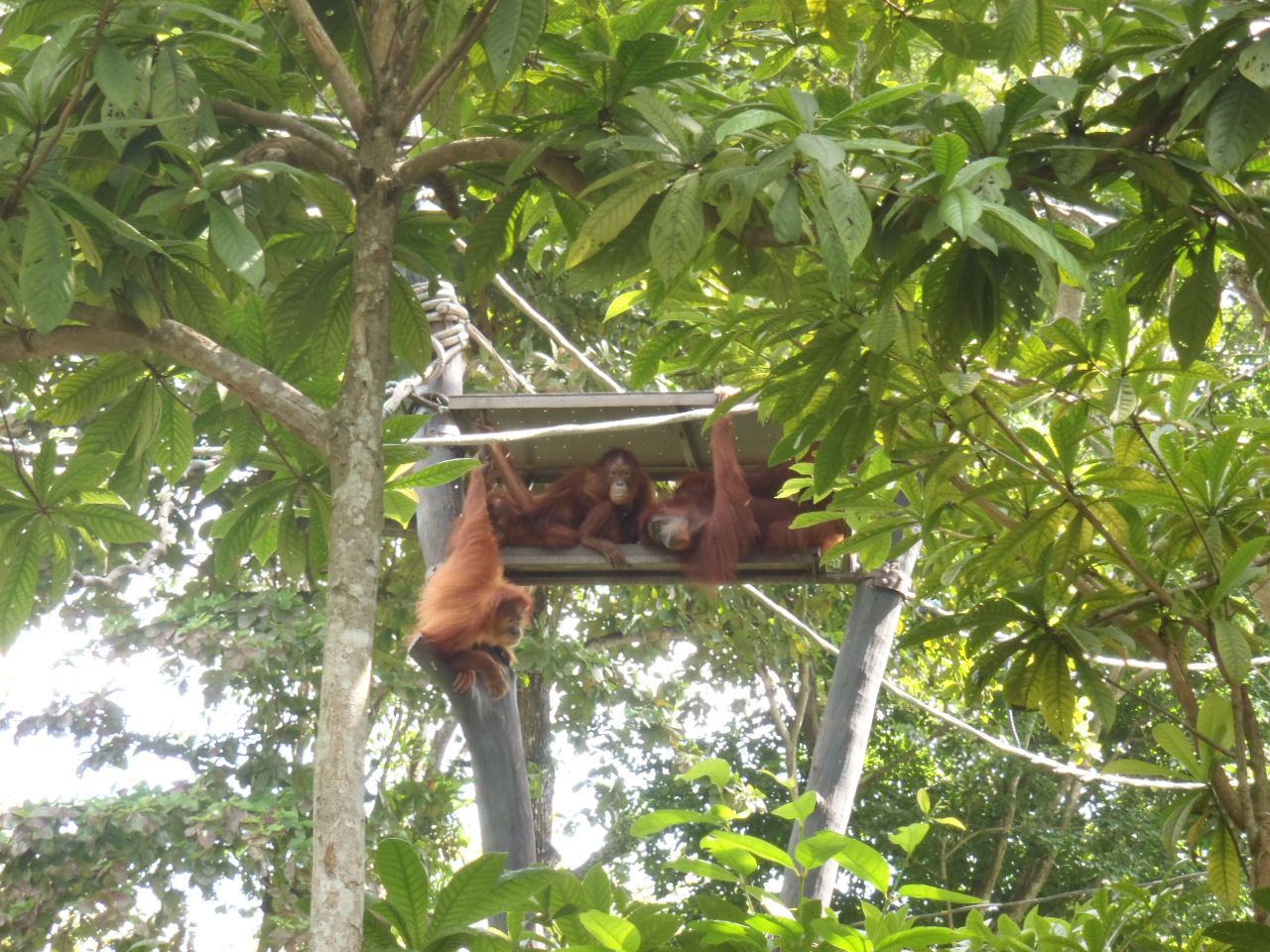 オランウータンに最接近 シンガポール動物園 は生態展示の先駆け シンガポール トラベルjp 旅行ガイド