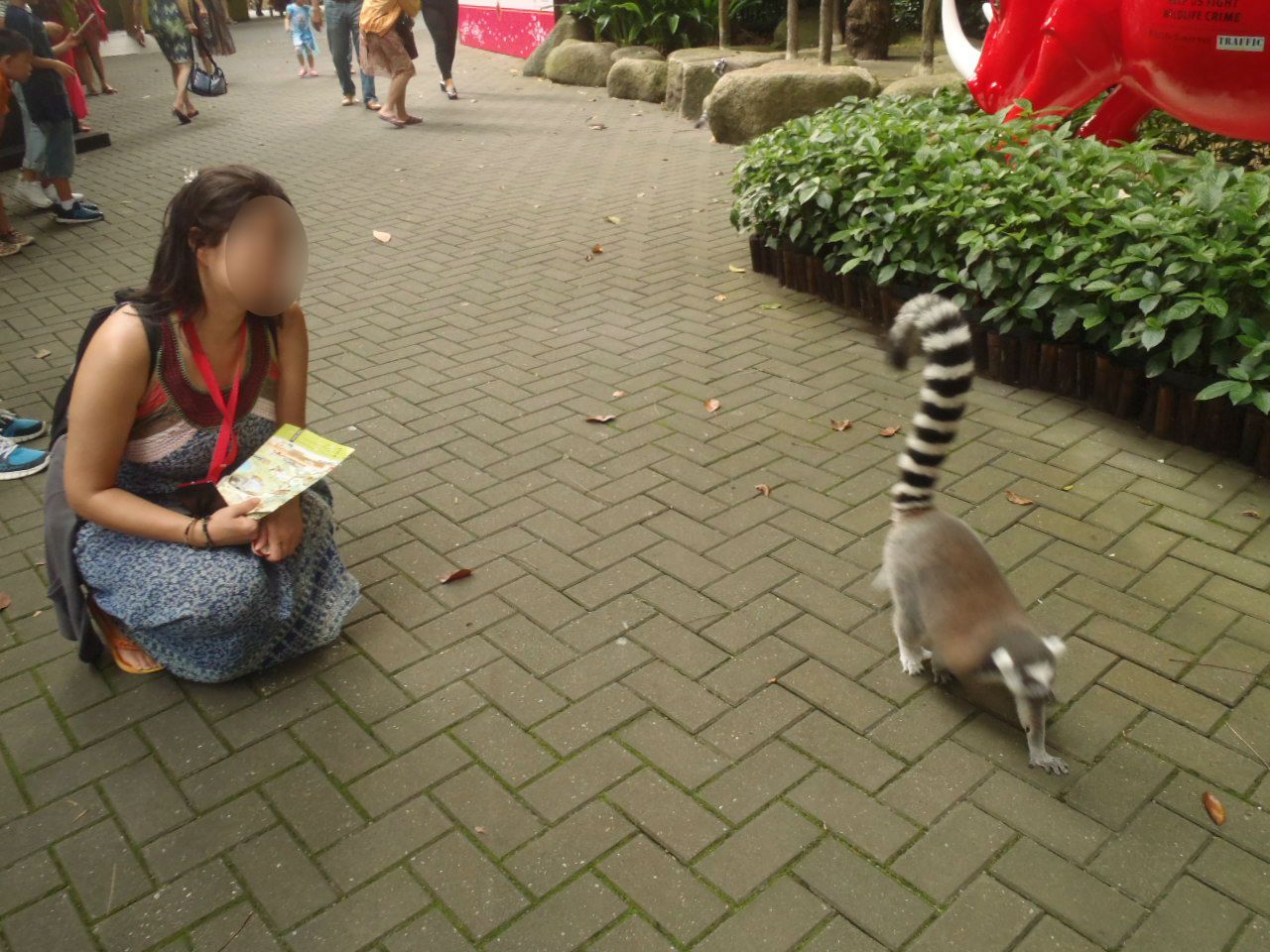 オランウータンに最接近 シンガポール動物園 は生態展示の先駆け シンガポール トラベルjp 旅行ガイド