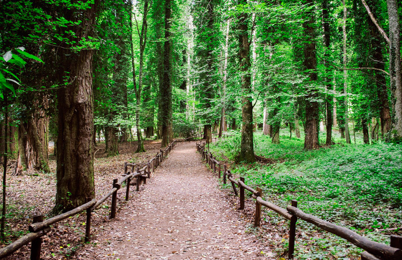 �t�H���X�^�E�E���u��