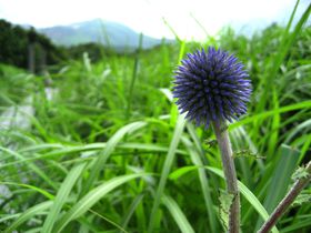 �Ăɍs�������啪�u�^�f�������v�X�̎U���H�Ŗ�����悤�̋L���T���l�C��