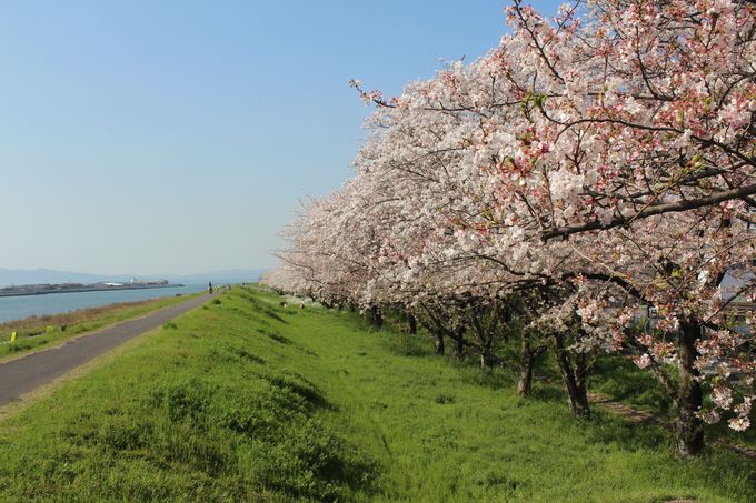 桜舞い散る「大分川河川敷」は贅沢なウォーキングコース