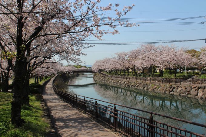 大分市の桜はココで見たい おすすめのお花見スポットまとめ 大分県 トラベルjp 旅行ガイド