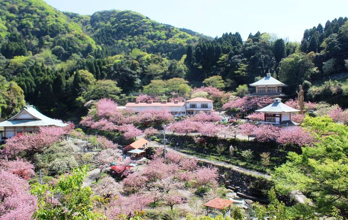 桃源郷と呼ぶにふさわしい牡丹桜の名所「一心寺」