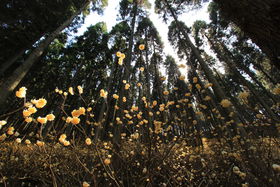 �����̌Q���n�I�啪�u��q�̗��~�c�}�^�̐X�v�֏t�̎R�����̋L���T���l�C��