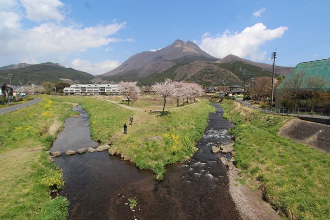 湯布院の桜はここで観たい！春うららかなお散歩コース  大分県 