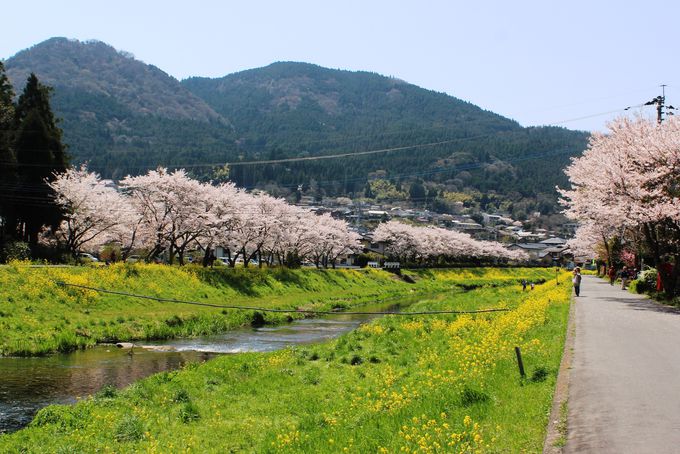 湯布院の桜はここで観たい 春うららかなお散歩コース 大分県 トラベルjp 旅行ガイド