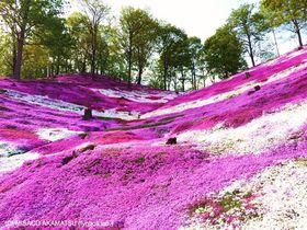 北海道「ひがしもこと芝桜公園」は紅色絨毯と熟成チーズが人気