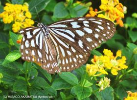 ���M�т̋ɏ��ԁu�z�e���j���J�i�C���\���v�ŗD��ɉ߂����x���̋L���T���l�C��