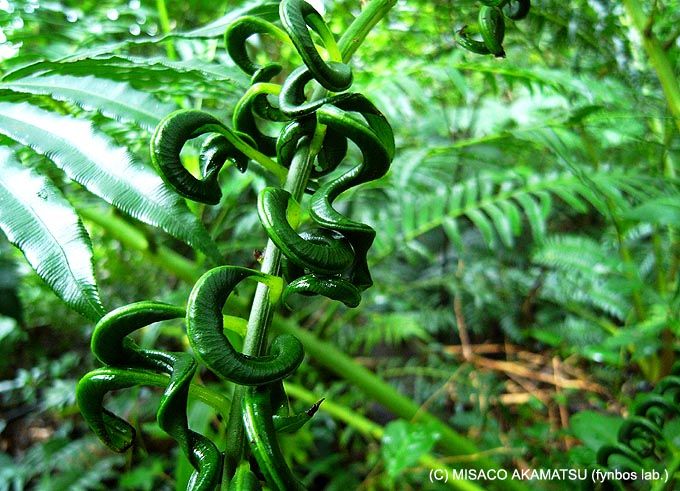 亜熱帯雨林だからこそ自生する、想像を絶する巨大シダ植物