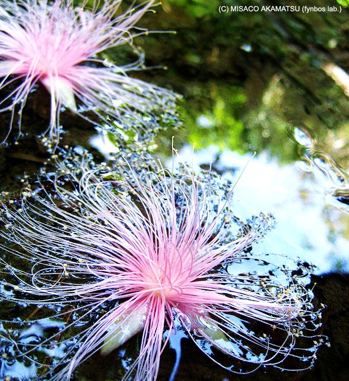 西表島で絶対に見たい 亜熱帯雨林の珍しい植物たち 沖縄県 トラベルjp 旅行ガイド