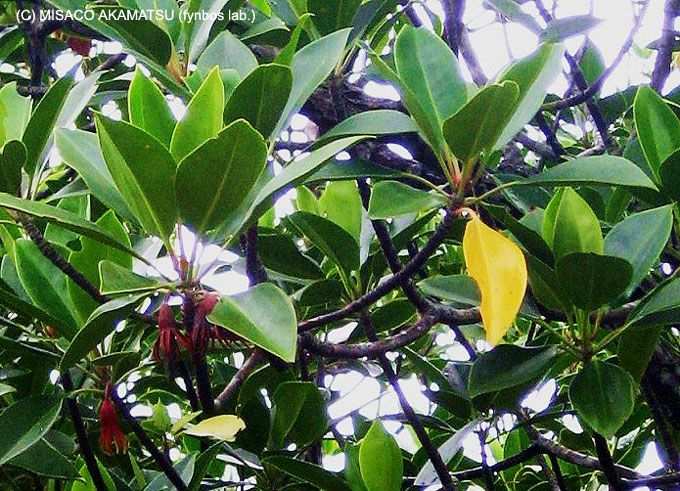 西表島で絶対に見たい 亜熱帯雨林の珍しい植物たち 沖縄県 トラベルjp 旅行ガイド